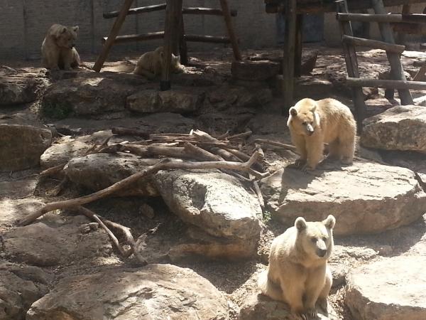 Сафари в Рамат-Гане