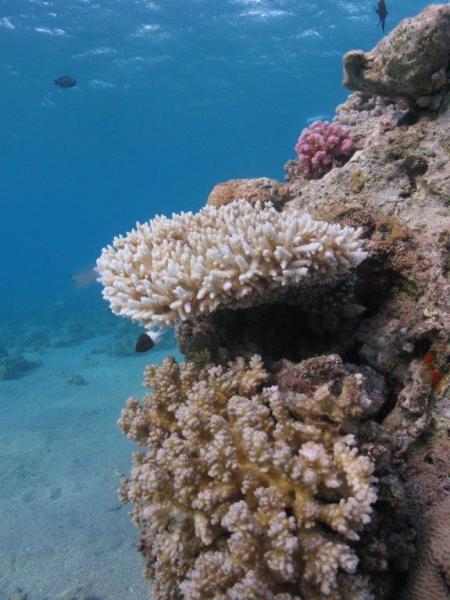 1800 секунд под водой в Эйлате