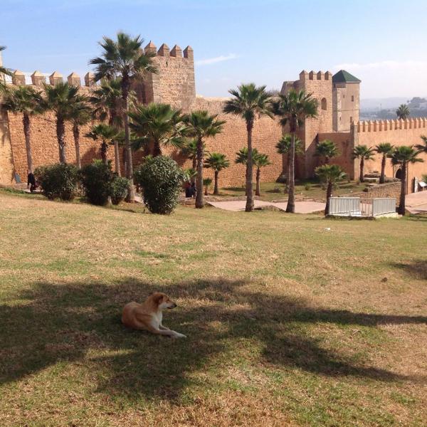 Экскурсия в Марокко-2016